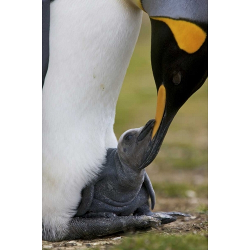 Volunteer Point King penguin nuzzles its baby